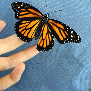 Meet your Posher, Olivia